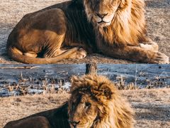 -北京野生动物园