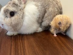 -楼上猫咖(罗湖店)