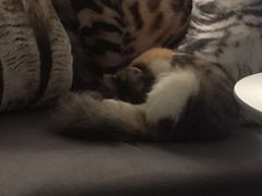 -豆老板的猫咖啡(碑林博物馆店)