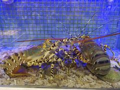 -东方御宴海鲜酒楼(棕泉酒店)