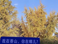 -香山公园