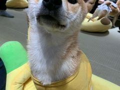 -逗柴咖啡屋·狗咖猫咖宠物桌游