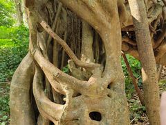 -中国科学院西双版纳热带植物园