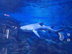 -烟台海昌鲸鲨海洋公园