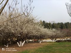 -秀丽东方