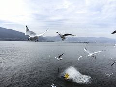 -海埂大坝