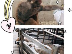 -北京鹿世界主题园