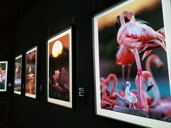 -罗红摄影艺术馆