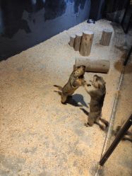 -酷嗒动物文化乐园(cutezoo西溪乐天城店)