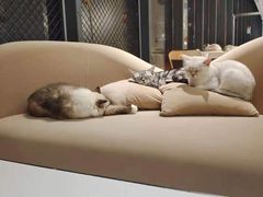 -怪兽屋·羊驼·猫咖·狗咖(俊华广场店)