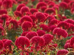 -黄山鲁森林公园