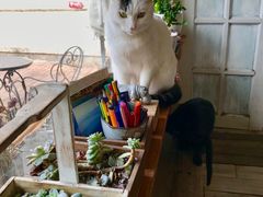 -海边的猫和咖啡馆