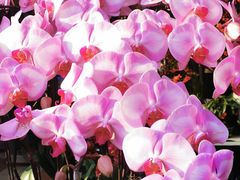 -溪岸路花鸟市场