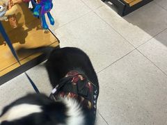 -FAELING PETS美天灵宠物(富力广场店)