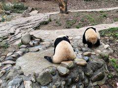 -都江堰中华大熊猫苑
