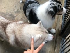 -TrueLove @ Neverland (Husky Cafe)