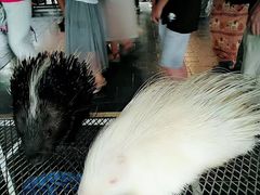 -清迈夜间动物园