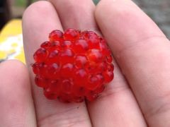 餐具摆设-北京龙庆四季香农家饭庄·灶台鱼·碳烤虹鳟鱼(龙庆峡店)