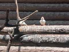 -辛玛王国游乐园