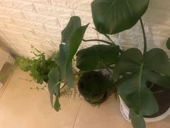 -海胆小馆(东北水饺·春柳店)