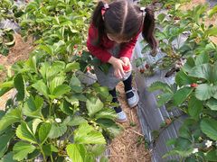 -前小桔亲子创意农场·草莓采摘·露营烧烤