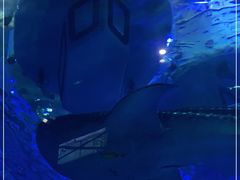 -成都浩海立方海洋公园