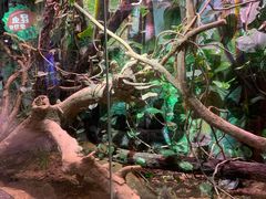 -正佳雨林生态植物园