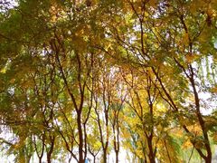 -大兴滨河森林公园