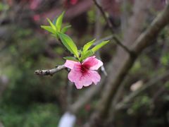 -秀丽东方