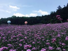 -大塘金香草谷