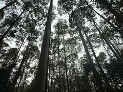 -水濂山森林公园