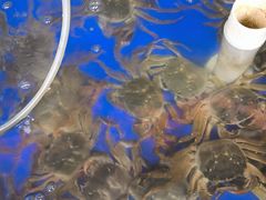 -阳澄湖大闸蟹·琼灵阁牌品牌连锁(吴中总店)