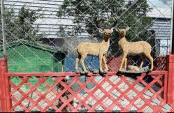 -萌宠亲子动物乐园(槐房万达店)