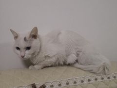 -康乐宝动物医院