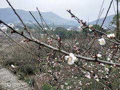 -香雪海