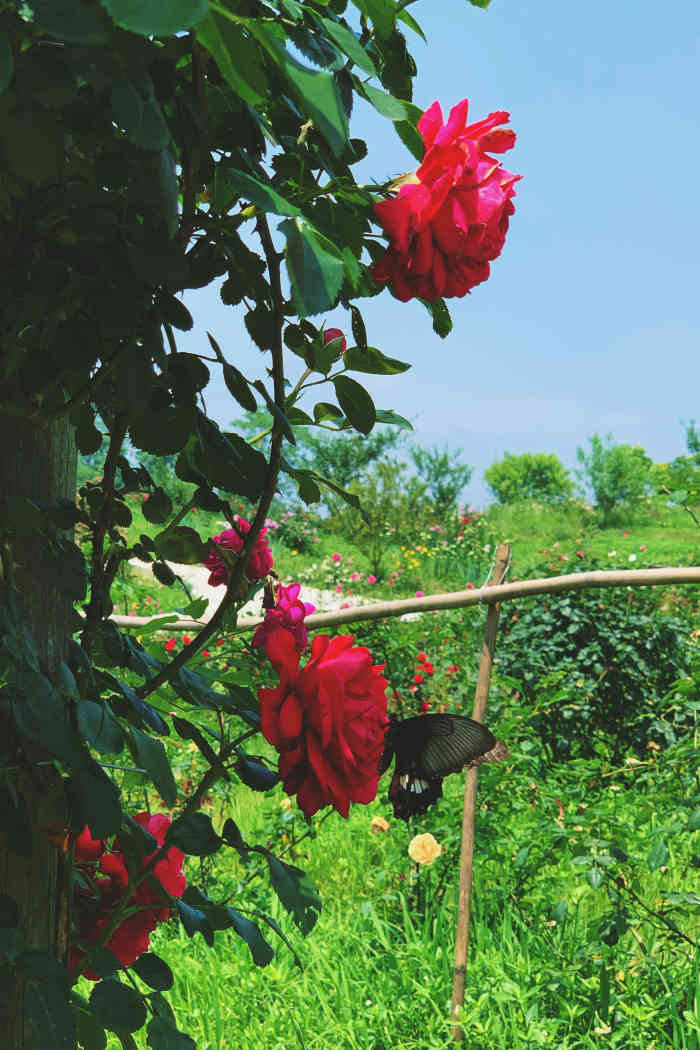 洛莎玫瑰园-"4.20去的 特意避开了周末 自驾大概一."-大众点评移动版