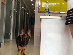 -福懋动物医院·犬猫全科·外科·重症科(杏林分院)