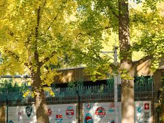 -三里屯东五街银杏大道