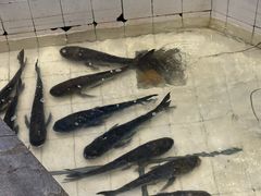 -春盛渔府(牛首山店)