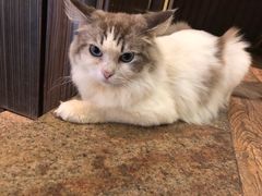 -more than meow吴止猫主题餐厅(承德 中船汇店)