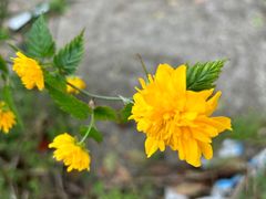 -四川省成都市彭州市白鹿镇