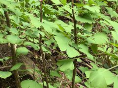 -芦茨金富饭庄·25年老字号·专做稻草鸡