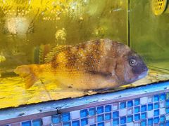 -巽寮印象美食部落餐厅·海鲜·地方特色菜(惠州体验店)