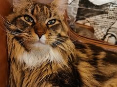 -猫小院猫主题餐厅(三里屯店)