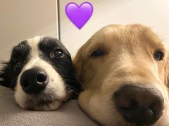 -伟伟宠物医院·CT影像中心·瑞派犬猫综合性门诊(汉口总院)