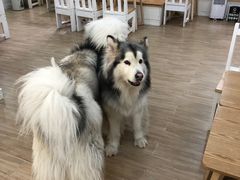 -李小姐の猫咖啡馆(五角场店)