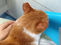 -博特宠物医院24h犬猫全科.骨科·异宠