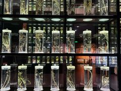 -广东中医药博物馆