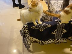 -平行世界·猫咖(首经贸店)