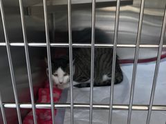 -艾贝尔宠物医院·24H转诊中心·肿瘤猫专科(江宁双龙店)